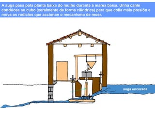 A auga pasa pola planta baixa do muíño durante a marea baixa. Unha canle
condúcea ao cubo (xeralmente de forma cilíndrica) para que colla máis presión e
mova os rodicios que accionan o mecanismo de moer.

moega
moa
pé

pechadoiro

tempero
eixo ou veo

auga encorada
rodicio
viga ou mesa

 