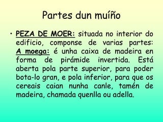 Partes dun muíño
• PEZA DE MOER: situada no interior do
edificio, componse de varias partes:
A moega: é unha caixa de madeira en
forma de pirámide invertida. Está
aberta pola parte superior, para poder
bota-lo gran, e pola inferior, para que os
cereais caian nunha canle, tamén de
madeira, chamada quenlla ou adella.
 
