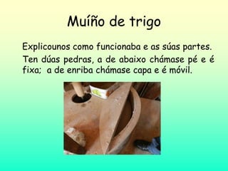Muíño de trigo
Explicounos como funcionaba e as súas partes.
Ten dúas pedras, a de abaixo chámase pé e é
fixa; a de enriba chámase capa e é móvil.
 