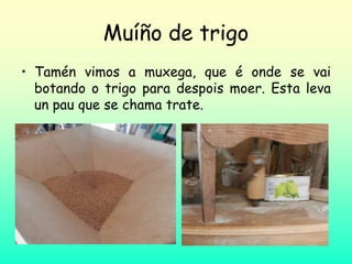 Muíño de trigo
• Tamén vimos a muxega, que é onde se vai
botando o trigo para despois moer. Esta leva
un pau que se chama trate.
 