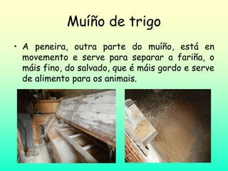 Muíño de trigo
• A peneira, outra parte do muíño, está en
movemento e serve para separar a fariña, o
máis fino, do salvado, que é máis gordo e serve
de alimento para os animais.
 
