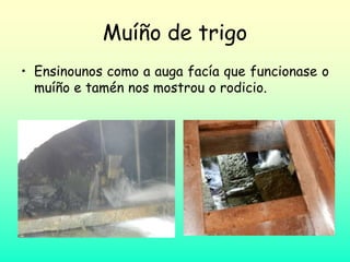Muíño de trigo
• Ensinounos como a auga facía que funcionase o
muíño e tamén nos mostrou o rodicio.
 