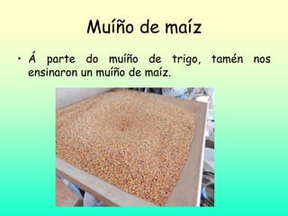 Muíño de maíz
• Á parte do muíño de trigo, tamén nos
ensinaron un muíño de maíz.
 