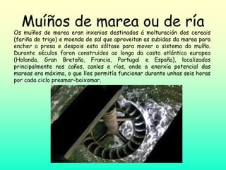 Muíños de marea ou de ría
Os muíños de marea eran inxenios destinados á molturación dos cereais
(fariña de trigo) e moenda de sal que aproveitan as subidas da marea para
encher a presa e despois esta sóltase para mover o sistema do muíño.
Durante séculos foron construidos ao longo da costa atlántica europea
(Holanda, Gran Bretaña, Francia, Portugal e España), localizados
principalmente nos caños, canles e ríos, onde a enerxía potencial das
mareas era máxima, o que lles permitía funcionar durante unhas seis horas
por cada ciclo preamar-baixamar.
 