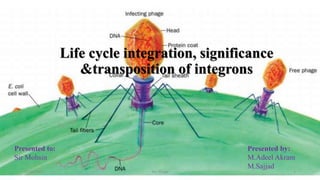 Life cycle integration, significance
&transposition of integrons
06/02/2021 MU Phage 1
Presented by:
M.Adeel Akram
M.Sajjad
Presented to:
Sir Mohsin
 