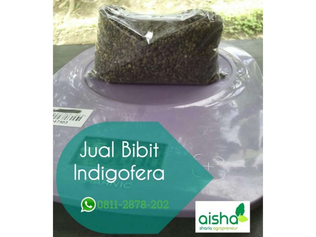 Murah 0811 2878-202, benih indigofera, jual bibit indigofera di bogorâ¦