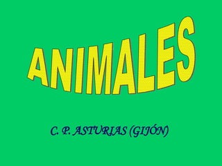 ANIMALES C. P. ASTURIAS (GIJÓN) 
