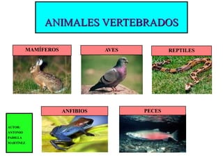 ANIMALES VERTEBRADOS

           MAMÍFEROS              AVES           REPTILES




                       ANFIBIOS          PECES

AUTOR:
ANTONIO
PADILLA
MARTÍNEZ
 
