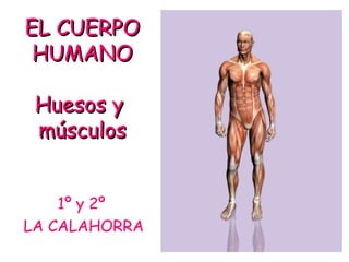 EL CUERPOEL CUERPO
HUMANOHUMANO
Huesos yHuesos y
músculosmúsculos
1º y 2º
LA CALAHORRA
 