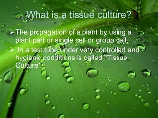 What is a tissue culture? The propagation of a plant by using a plant part or single cell or group cell. In a test tube under very controlled and hygienic conditions is called "Tissue Culture". 