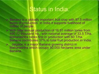 Status in India. Banana is a globally important fruit crop with 97.5 million tones of production. In India it supports livelihood of million of people . With total annual production of 16.91 million tones from 490.70 thousand ha., with national average of 33.5 T/ha. Maharashtra ranks first in production with 60 T/ha. Banana contributes 37% to total fruit production in India. . Jalgaon is a major Banana growing district in Maharashtra which occupy 50,000 hectares area under Banana.  