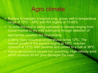 Agro climate. Banana is basically a tropical crop, grows well in temperature range of 13ºC – 38ºC with RH regime of 75-85%. In India this crop is being cultivated in climate ranging from humid tropical to dry mild subtropics through selection of appropriate varieties like Grandnaine.   Chilling injury occurs at temperatures below 12ºC. The normal growth of the banana begins at 18ºC, reaches optimum at 27ºC, then declines and comes to a halt at 38ºC.  Higher temperature causes sun scorching. High velocity wind which exceeds 80 km phrs damages the crop. 