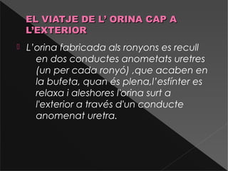 EL VIATJE DE L’ ORINA CAP AEL VIATJE DE L’ ORINA CAP A
L’EXTERIORL’EXTERIOR
 L’orina fabricada als ronyons es recull
en dos conductes anometats uretres
(un per cada ronyó) ,que acaben en
la bufeta, quan és plena,l’esfínter es
relaxa i aleshores l'orina surt a
l'exterior a través d'un conducte
anomenat uretra.
 