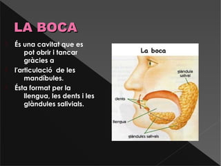  És una cavitat que es
pot obrir i tancar
gràcies a
 l'articulació de les
mandíbules.
 Ésta format per la
llengua, les dents i les
glàndules salivials.
LA BOCALA BOCA
 