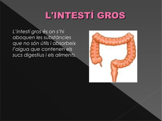 L'INTESTÍ GROSL'INTESTÍ GROS
L’intestí gros és on s’hi
aboquen les substàncies
que no són útils i absorbeix
l’aigua que contenen els
sucs digestius i els aliments.
 
