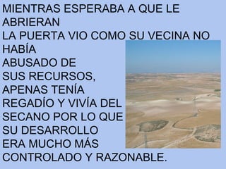 MIENTRAS ESPERABA A QUE LE ABRIERAN LA PUERTA VIO COMO SU VECINA NO HABÍA ABUSADO DE SUS RECURSOS, APENAS TENÍA  REGADÍO Y VIVÍA DEL SECANO POR LO QUE SU DESARROLLO ERA MUCHO MÁS CONTROLADO Y RAZONABLE.  