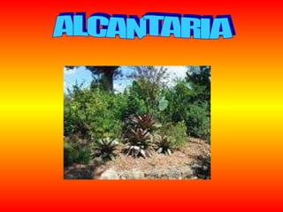 ALCANTARIA 