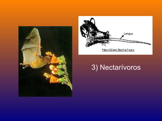3) Nectarívoros
 