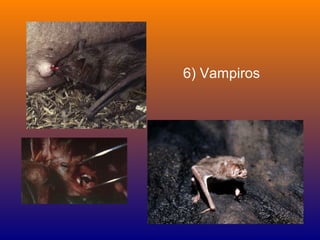 6) Vampiros
 
