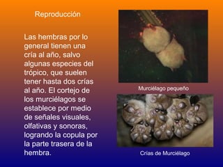 Reproducción


Las hembras por lo
general tienen una
cría al año, salvo
algunas especies del
trópico, que suelen
tener hasta dos crías
al año. El cortejo de    Murciélago pequeño

los murciélagos se
establece por medio
de señales visuales,
olfativas y sonoras,
logrando la copula por
la parte trasera de la
hembra.                  Crías de Murciélago
 