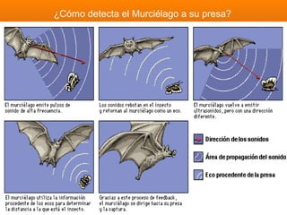 ¿Cómo detecta el Murciélago a su presa?
 
