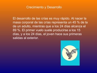 Crecimiento y Desarrollo


El desarrollo de las crías es muy rápido. Al nacer la
masa corporal de las crías representa un 45 % de la
de un adulto, mientras que a los 24 días alcanza el
89 %. El primer vuelo suele producirse a los 15
días, y a los 24 días, el joven hace sus primeras
salidas al exterior.
 