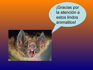 ¡Gracias por
la atención a
estos lindos
animalitos!
 
