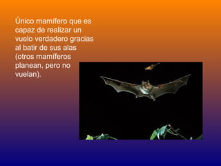 Único mamífero que es
capaz de realizar un
vuelo verdadero gracias
al batir de sus alas
(otros mamíferos
planean, pero no
vuelan).
 