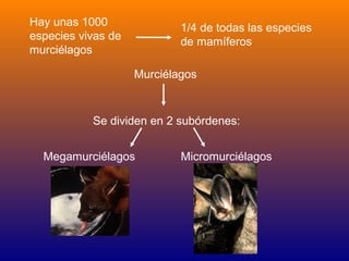 Hay unas 1000               1/4 de todas las especies
especies vivas de           de mamíferos
murciélagos

                    Murciélagos



           Se dividen en 2 subórdenes:


  Megamurciélagos           Micromurciélagos
 