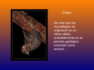 Origen


Se cree que los
murciélagos se
originaron en un
clima cálido,
probablemente en el
período geológico
conocido como
eoceno …
 