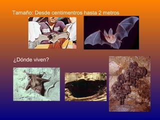 Tamaño: Desde centímentros hasta 2 metros




¿Dónde viven?
 