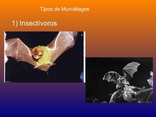 Tipos de Murciélagos

1) Insectívoros
 