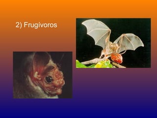2) Frugívoros
 