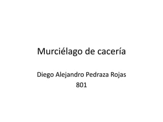 Murciélago de cacería
Diego Alejandro Pedraza Rojas
801
 
