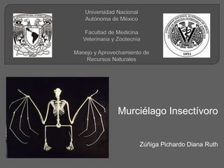Murciélago Insectívoro
Zúñiga Pichardo Diana Ruth
 