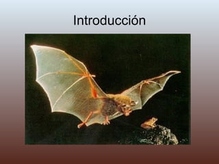 Introducción 