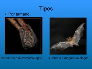 Tipos Por tamaño. Pequeños o micromurciélagos Grandes o megamurciélagos 
