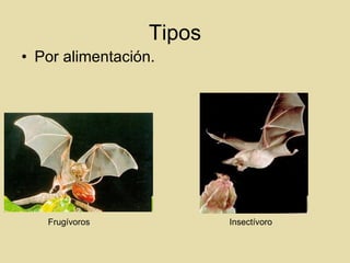 Tipos Por alimentación. Frugívoros Insectívoro 
