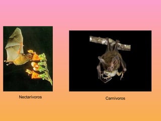 Nectarívoros Carnívoros 