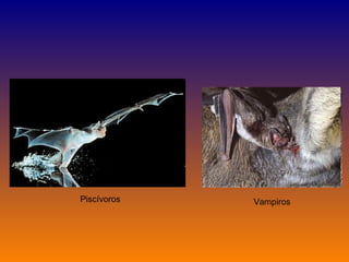 Piscívoros Vampiros 