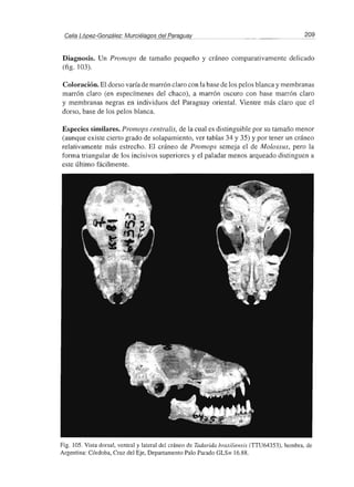 Celia López-González: Murciélagos del Paraguay 209
Diagnosis. Un Promops de tamaño pequeño y cráneo comparativamente delicado
(fig. 103).
Coloración. El dorso varía de man'ón claro con la base de los pelos blanca y membranas
marrón claro (en especímenes del chaco), a marrón oscuro con base marrón claro
y membranas negras en individuos del Paraguay oriental. Vientre más claro que el
dorso, base de los pelos blanca.
Especies similares. Promops centralis, de la cual es distinguible por su tamaño menor
(aunque existe cierto grado de solapamiento, ver tablas 34 y 35) Ypor tener un cráneo
relativamente más estrecho. El cráneo de Promops semeja el de Molossus, pero la
forma triangular de los incisivos superiores y el paladar menos arqueado distinguen a
este último fácilmente.
Fig. 105. Vista dorsal, ventral y lateral del cráneo de Tadarida brasiliensis (TTU64353), hembra. de
Argentina: Córdoba, Cruz del Eje, DepaItamenlo Palo Parado GLS= 16.88.
 