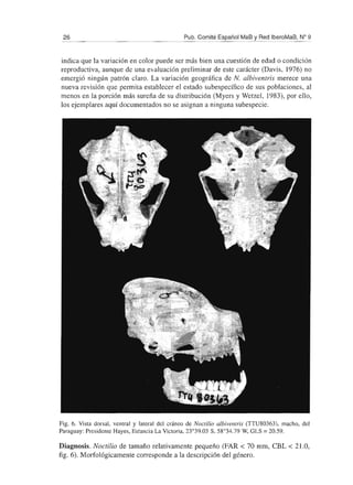 26 Pub. Comité Español MaB y Red IberoMaB, N° 9
indica que la variación en color puede ser más bien una cuestión de edad o condición
reproductiva, aunque de una evaluación preliminar de este carácter (Davis, 1976) no
emergió ningún patrón claro. La variación geográfica de N. albiventris merece una
nueva revisión que permita establecer el estado subespecífico de sus poblaciones, al
menos en la porción más sureña de su distribución (Myers y Wetzel, 1983), por ello,
los ejemplares aquí documentados no se asignan a ninguna subespecie.
Fig. 6. Vista dorsal, ventral y lateral del cráneo de Nocrilio albiventris (TTU80363), macho, del
Paraguay: Presidente Hayes, Estancia La Victoria, 23°39.03 S, 58°34.79 W, GLS = 20.59.
Diagnosis. Noctilio de tamaño relativamente pequeño (FAR < 70 mm, CBL < 21.0,
fig. 6). Morfológicamente con'esponde a la descripción del género.
 