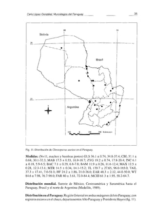 Celia López-González: Murciélagos del Para~ ___
60 55
-.__...._.......___ I
-r---
Bolivia
20 .._._
~-,_.-
I
,

i
(
¡
:......--)--_.~
,/
/
•
Brasil
}.L .__ - - - - - ---if---
N
+
100 o 100 200 lGlom"cT'
--~-~-~-~~~.~.....~~,-~~
Fig. 11. Distribución de Chrutupterus auritus en el Paraguay.
I
35
Medidas. (N=II, machos y hembras juntos) GLS 36.1 ± 0.74,34.8-37.4; CBL 31.1 ±
0.68; 30.1-32.3; MAB 17.5 ± 0.55,16.9-18.7; ZYG 19.2 ± 0.74,17.8-20.4; INC 6.1
± 0.18,5.9-6.5; BAC 7.1 ± 0.29,6.8-7.8; BAM 11.9 ± 0.26, 11.6-12.4; MAX 12.5 ±
0.28, 12.3-13.1; MTR 14.5 ± 0.34, 14.1-15.2; TL 139.7 ± 27.65,96.0-165.0; TAIL
37.3 ± 17.41, 7.0-51.0; HF 24.2 ± 1.86, 21.0-26.0; EAR 48.3 ± 2.12, 44.0-50.0; WT
84.6 ± 7.98, 76.7-98.0; FAR 80 ± 3.61, 72.0-84.4; MCIII 61.3 ± 1.95,58.2-64.7.
Distribución mundial. Sureste de México, Centroamérica y Suramérica hasta el
Paraguay, Brasil y el norte de Argentina (Medellín, 1989).
Distribución en el Paraguay. Región Oriental en ambas márgenes del río Paraguay; con
registros escasos en el chaco, departamentos Alto Paraguay y Presidente Hayes (fig. 11).
 