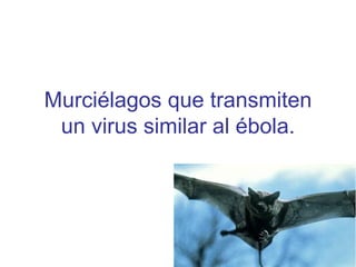 Murciélagos que transmiten un virus similar al ébola. 