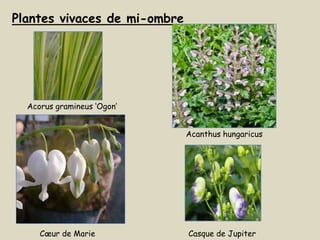 Plantes vivaces de mi-ombre




  Acorus gramineus ‘Ogon’


                              Acanthus hungaricus




     Cœur de Marie            Casque de Jupiter
 