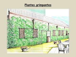 Plantes grimpantes
 