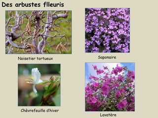 Des arbustes flleuris




     Noisetier tortueux       Saponaire




      Chèvrefeuille d’hiver
                               Lavatère
 