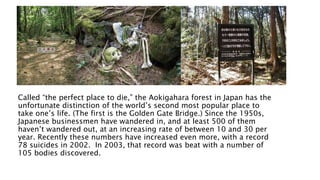 Called “the perfect place to die,” the Aokigahara forest in Japan has the
unfortunate distinction of the world’s second most popular place to
take one’s life. (The first is the Golden Gate Bridge.) Since the 1950s,
Japanese businessmen have wandered in, and at least 500 of them
haven’t wandered out, at an increasing rate of between 10 and 30 per
year. Recently these numbers have increased even more, with a record
78 suicides in 2002. In 2003, that record was beat with a number of
105 bodies discovered.
 