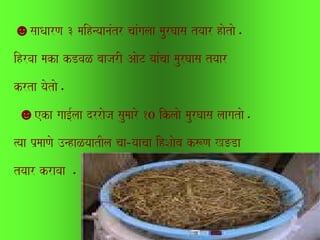 ☻saaQaarNa 3 maihnyaanaMtr caaMgalaa maurGaasa tyaar haotao.
ihrvaa maka kDvaL baajarI AaoT yaaMcaa maurGaasa tyaar
krta yaotao.
 ☻eka gaa[-laa drraoja saumaaro 10 iklaao maurGaasa laagatao.
%yaa p`maaNao ]nhaLyaatIla caa­yaacaa ihSaaoba k$Na K=Da
tyaar kravaa .
 