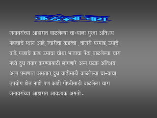 janaavaraMcyaa Aaharat vaaLlaolyaa caa¹yaalaa sauQda AitSaya
mah%vaacao sqaana Aaho ,jvaarIcaa kDbbaa ,baajarI sarmaaD ,]saacao
vaaZo ,gavhacao kaD ]saacaa caaoqaa Baatacaa poMZa ,vaaLlaolyaa caara
maQyao duQa tyaar krNyaasaazI laagaNaaro Anna GaTk AitSaya
Alp p`maaNaat Asatat ,duQa vaaZIsaazI vaaLlaolyaa caa¹yaacaa
]pyaaoga haot naahI ,pNa kahI gaaoYTIsaazI vaaLlaolaa caara
janaavaraMcyaa Aaharat AavaSyak Asatao.
 